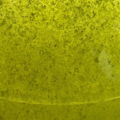 ミジンコ　大量発生の画像