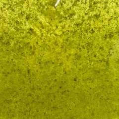 ミジンコ　大量発生の画像