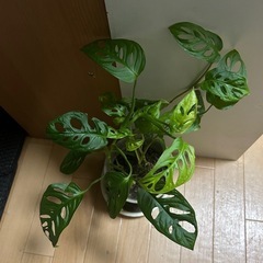 マドカズラの画像