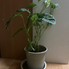 マドカズラの画像