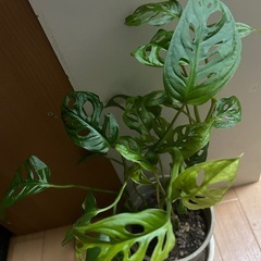 マドカズラの画像