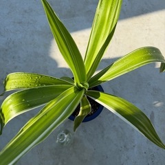 ハマユウ（斑入り）苗の画像