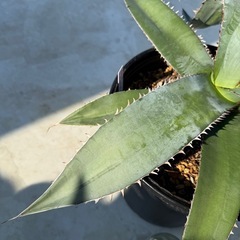 アガベ　メガロドンタの画像