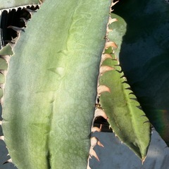 アガベ　メガロドンタの画像