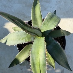 アガベ　メガロドンタの画像