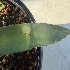 アガベ　メガロドンタの画像