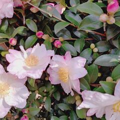 山茶花　八重咲き 1株の画像