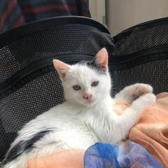 10月26日に、更別村ぷらむの里で保護した、健康優良児の仔…