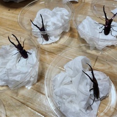 メタリフェルホソアカクワガタ ペア 1オス 2メスの画像