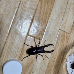 メタリフェルホソアカクワガタ ペア 1オス 2メスの画像