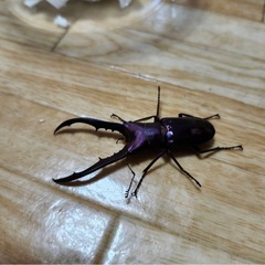 メタリフェルホソアカクワガタ ペア 1オス 2メスの画像