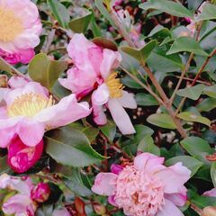 山茶花　丁字車のような 1株の画像