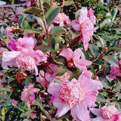 山茶花　丁字車のような 1株の画像