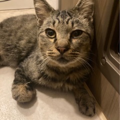 超人懐こい甘えん坊キジ君エイズ陽性ですが元気いっぱい綺麗な…