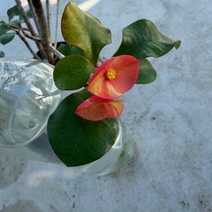 トゲなし花キリン苗の画像