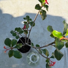 トゲなし花キリン苗の画像