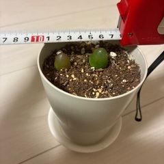 ブルゲリ　多肉植物の画像