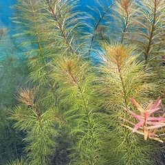 （購入者決まりました）水草セットの画像