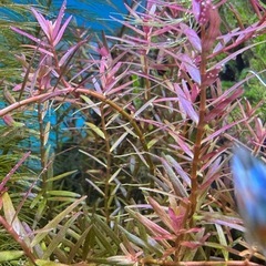 （購入者決まりました）水草セットの画像