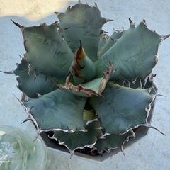 アガベ　オテロイ（姫巌流）の画像