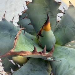 アガベ　オテロイ（姫巌流）の画像