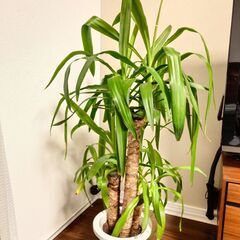 【引き取り限定】ユッカ 3本 3幹  約100cm　青年の木の画像