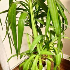 【引き取り限定】ユッカ 3本 3幹  約100cm　青年の木の画像