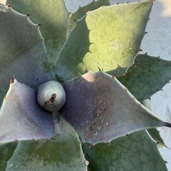 マンガベ　血雨雷神の画像