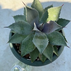 マンガベ　血雨雷神の画像