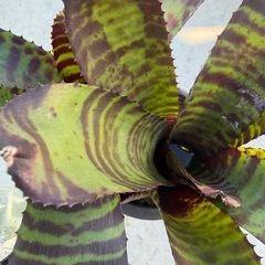 ネオレゲリア　ハンニバルレクターの画像