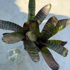 ネオレゲリア　ハンニバルレクターの画像