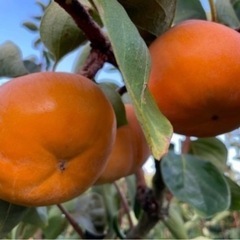 【秀品・M•14個★贈答用・化粧箱入】岐阜県産★富有柿★産地直送★進物の画像