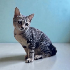 生後3ヶ月くらいの女の子🎀エイズ白血病検査済み