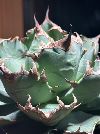 アガベ 姫厳竜 コレクション株 アガベ 姫厳竜 コレクション株 トップ アガベ 姫厳竜 コレクション株