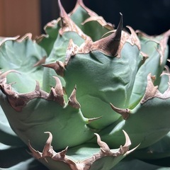 アガベ　姫厳竜　コレクション株の画像