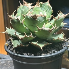 アガベ　姫厳竜　コレクション株の画像