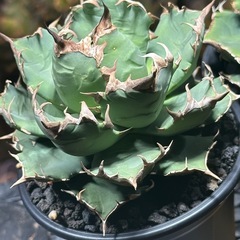 アガベ　姫厳竜　コレクション株の画像