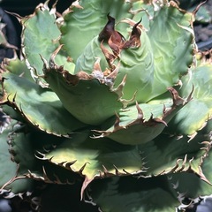 アガベ　フィリグリー　コレクション株の画像