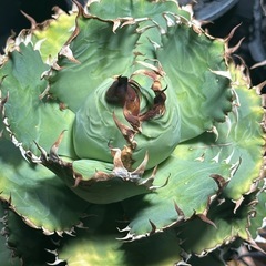 アガベ　フィリグリー　コレクション株の画像