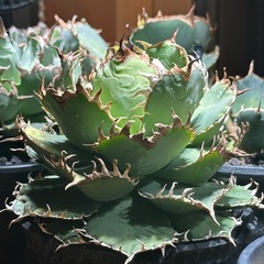 アガベ　フィリグリー　コレクション株の画像