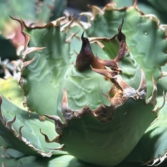 アガベ　フィリグリー　コレクション株の画像