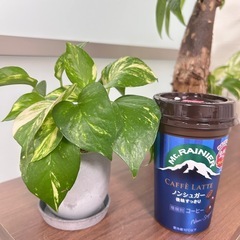 観葉植物　ポトスの画像