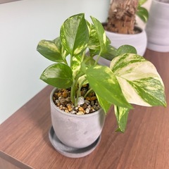 観葉植物　ポトスの画像