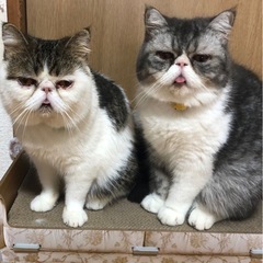 エキゾチックショートヘア兄弟