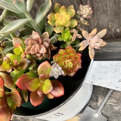 多肉植物いろいろ詰め合わせの画像