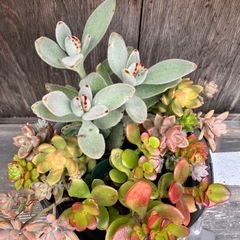 多肉植物いろいろ詰め合わせの画像