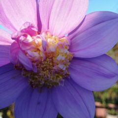 矮性皇帝ダリア苗ですの画像