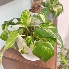 観葉植物　ポトスの画像