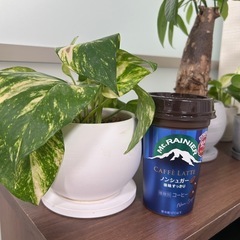 観葉植物　ポトスの画像