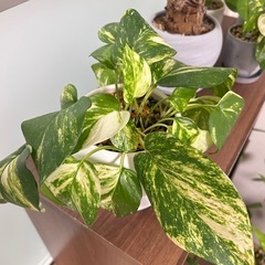 観葉植物　ポトスの画像